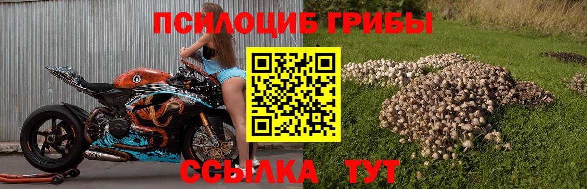 Галлюциногенные грибы мицелий  Вход с VPN  Псилоцибиновые грибы Psilocybine cubensis  Новокубанск 